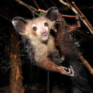 The strange aye-aye (Daubentonia) of Madagascar